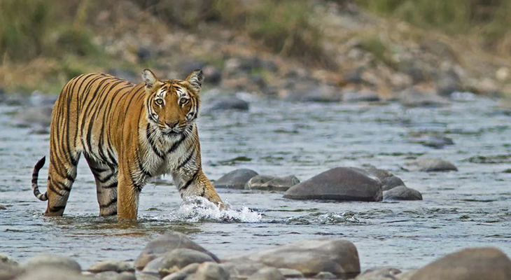 Jim Corbett National Park