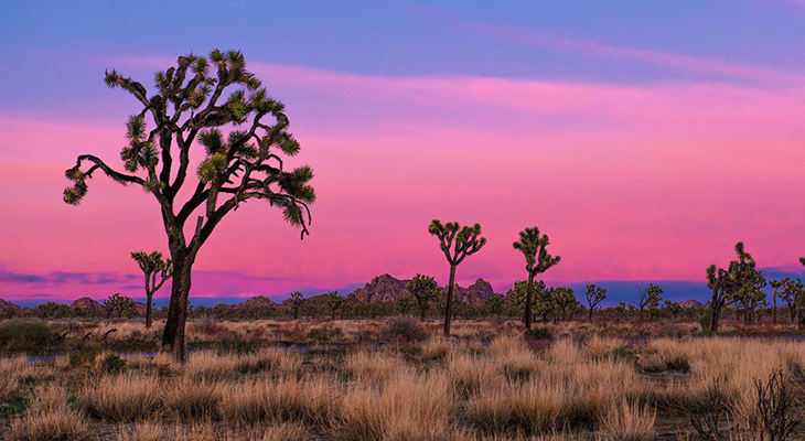 Joshua Tree getaway