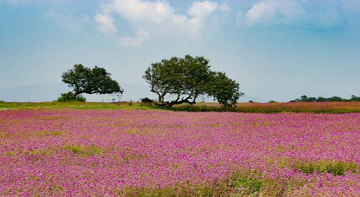 Kaas Plateau