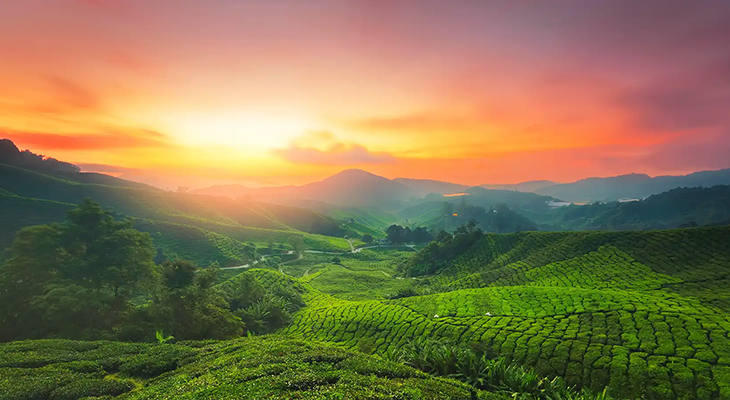 Munnar tea gardens at sunrise—iconic landscape for a Kerala trip from Bangalore