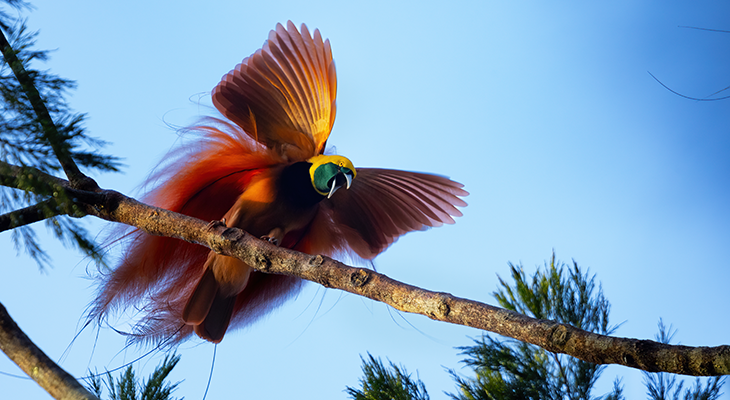 Bird of Paradise species seen on Papua New Guinea trips
