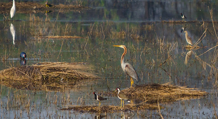 Sultanpur National Park